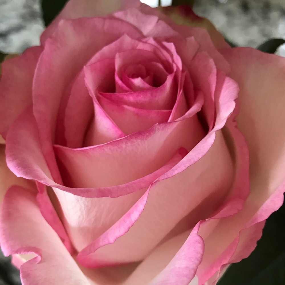 Meet your Posher, Jo anne